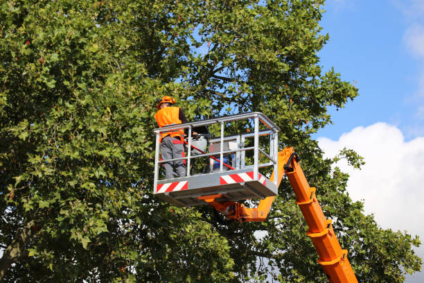 Best Tree Health Inspection  in USA